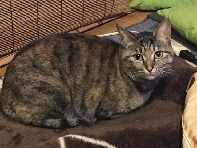 あらた