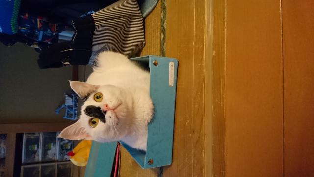 こま