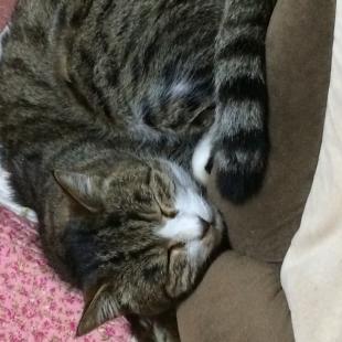 トラ