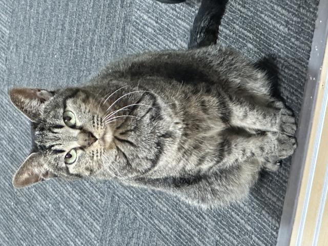 いくら