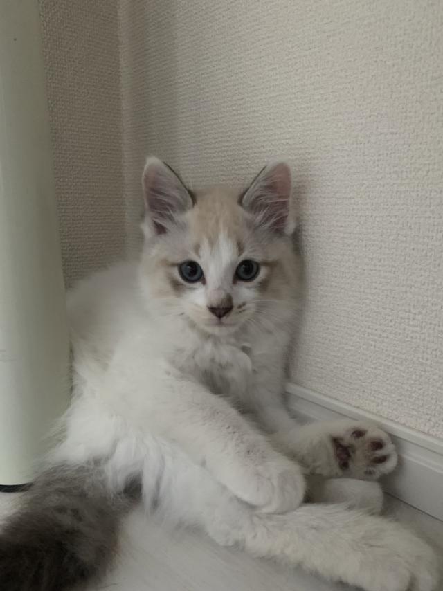おもち
