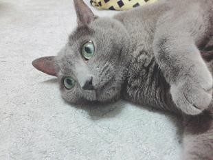 ヒメ