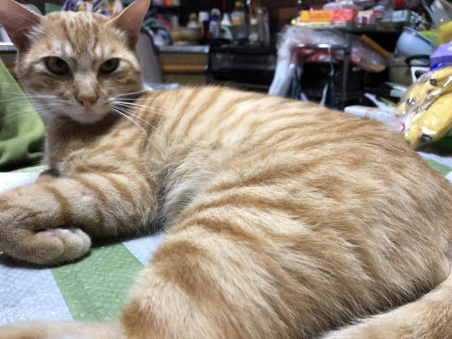 チビタ