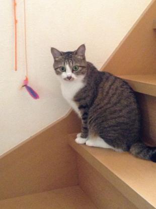 なな