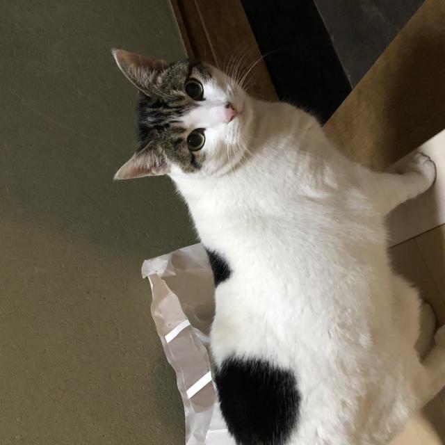 こねちゃん