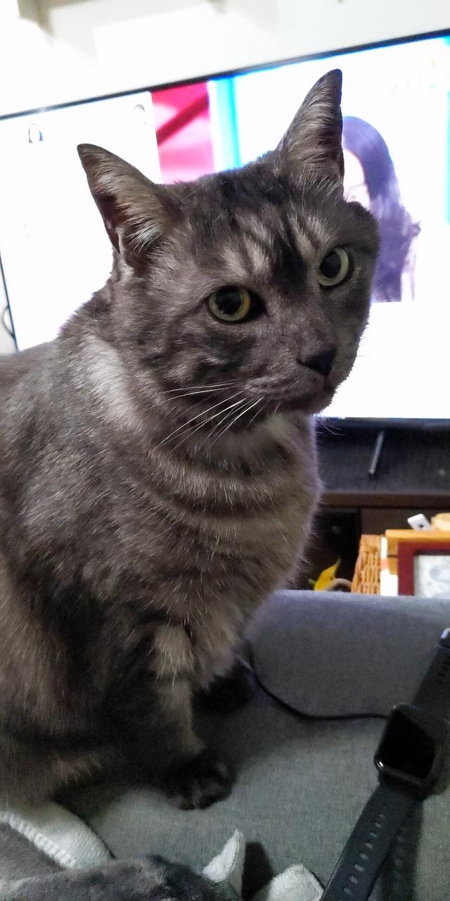 麦