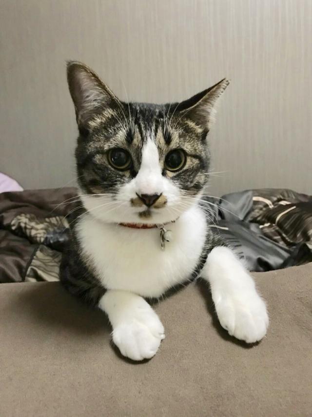 ちくわ