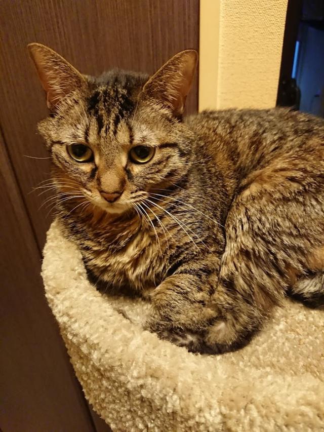 ジキル
