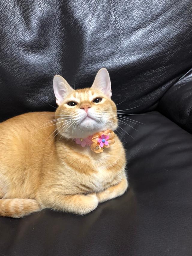 マロン