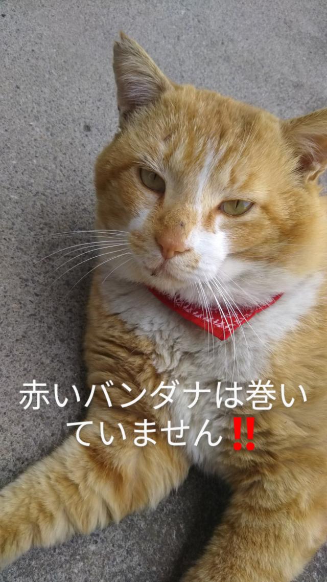 グース