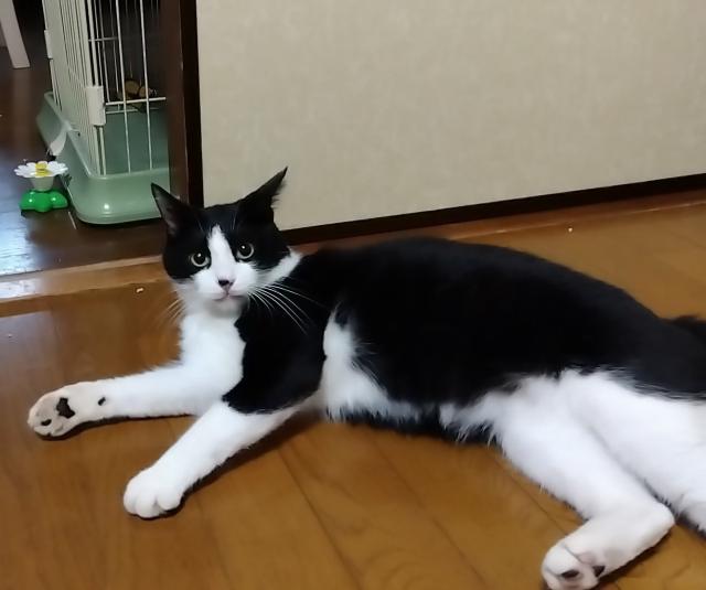 ジャレ
