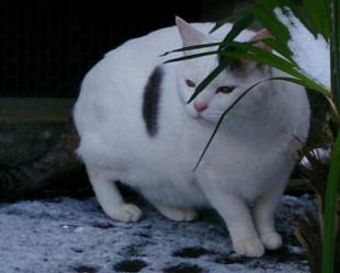 こん