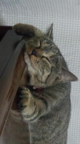 ふく