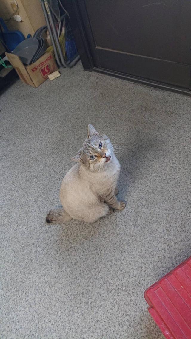とら