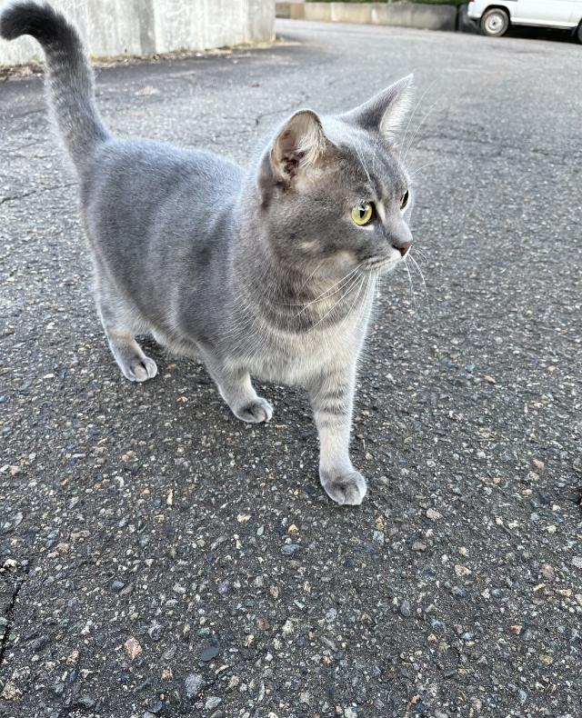 アオ