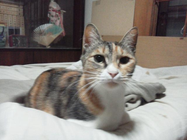 みーちゃん