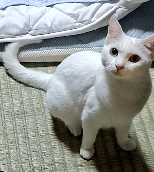 四郎
