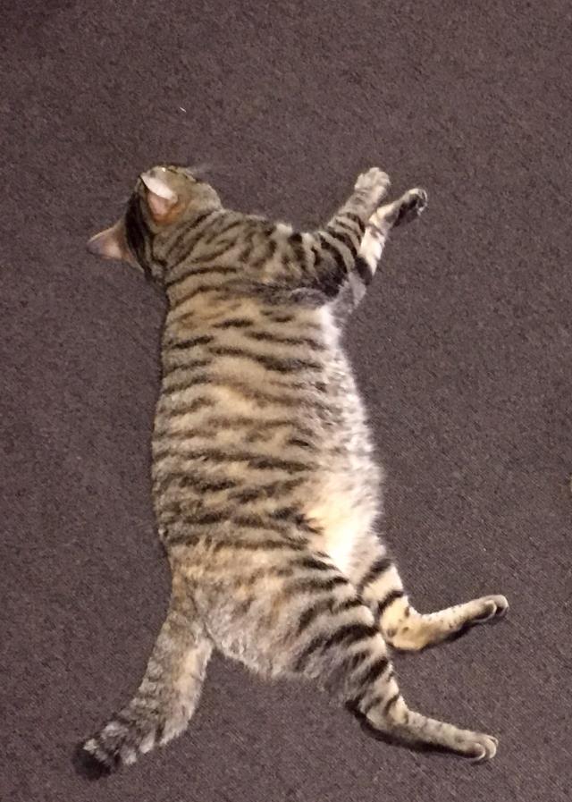 むぎ