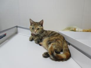 ミミ
