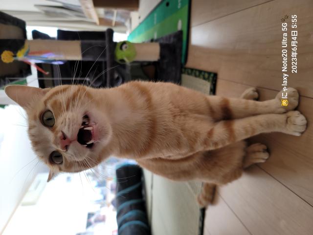 ヌカ