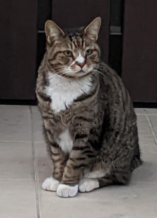 タビー