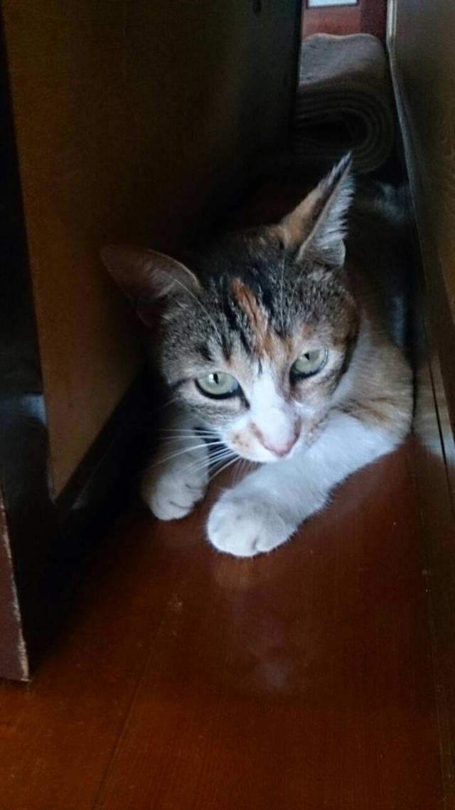 ゆめか