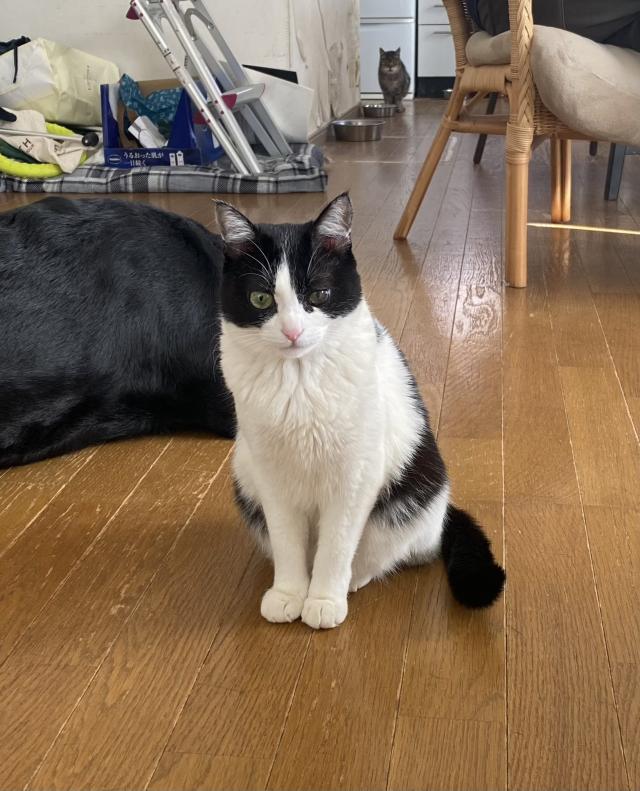 タマ