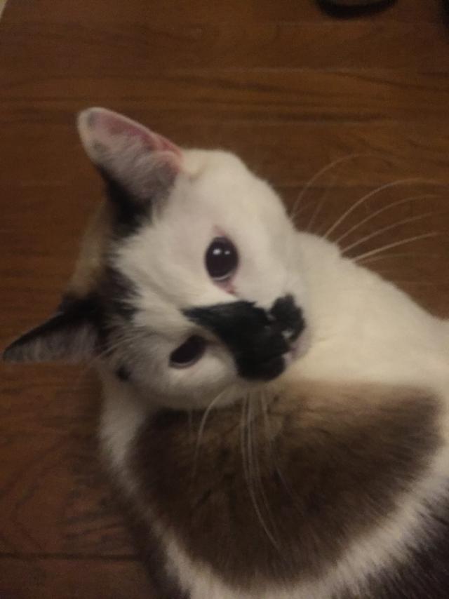 ココ