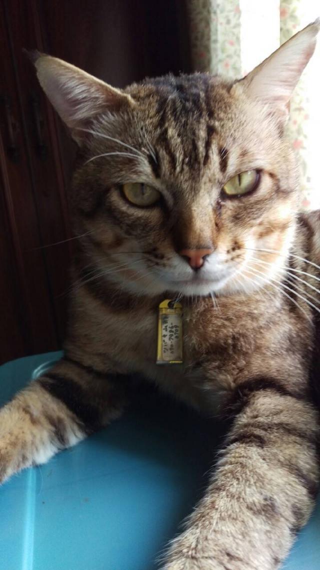 ツバキ