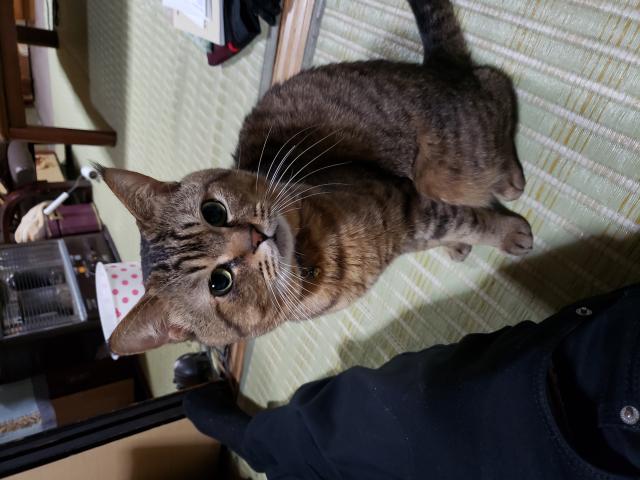 トラ