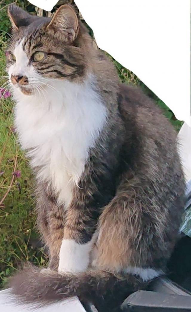 ふく
