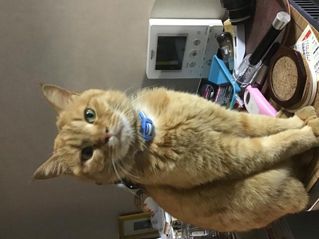 ちゃねこ