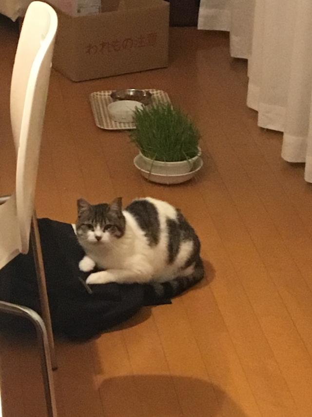 チロ