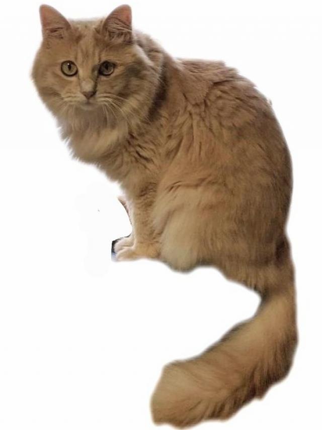 きなこ