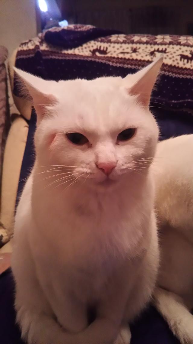 タマ