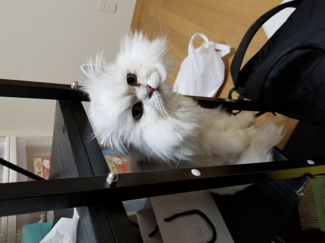 チョミ