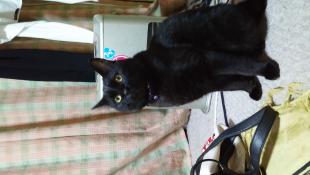 さく