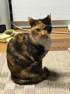 ぷーちゃん
