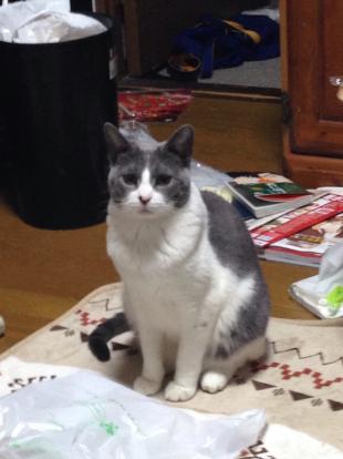 ネモ