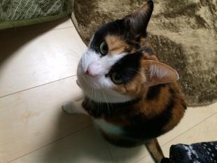 アイル
