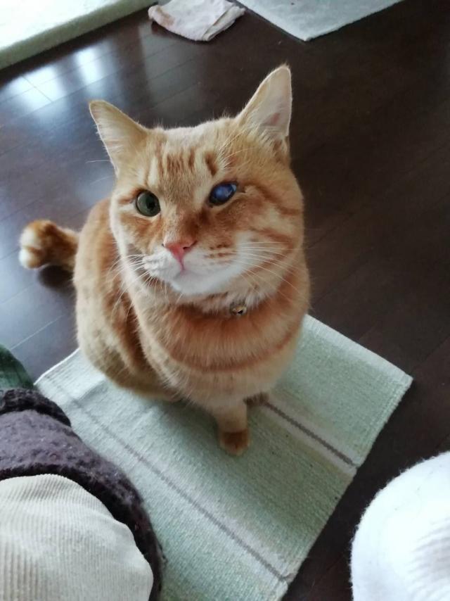 しっぽ