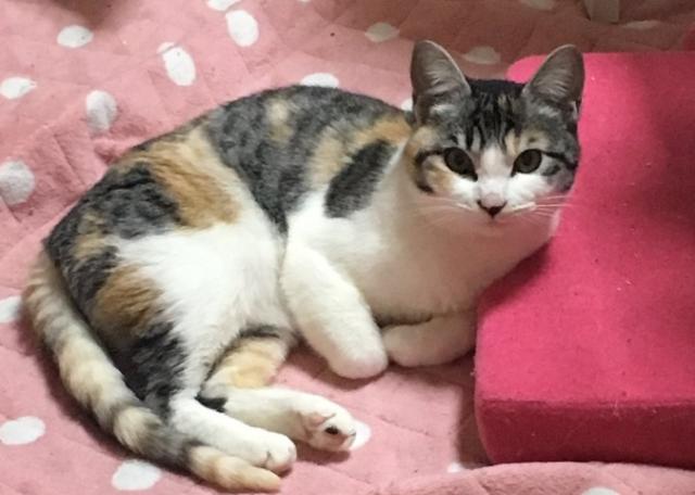 ぺぺ