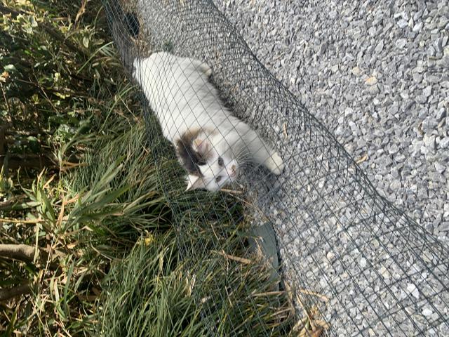 はな