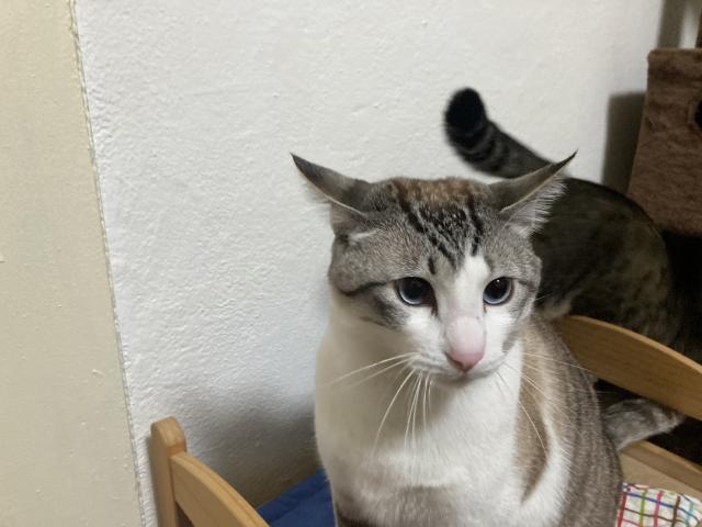 シロ