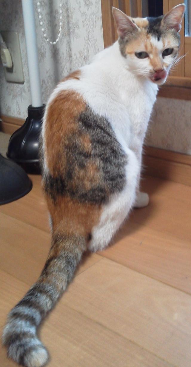 金時