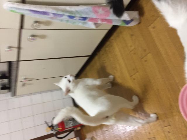 ごはん