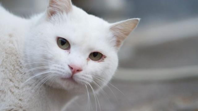 シロ