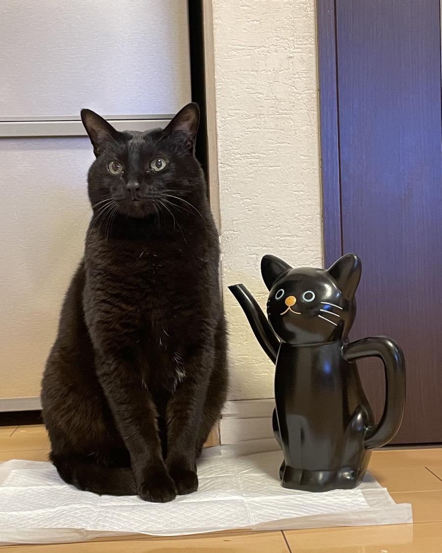 ちゃこ