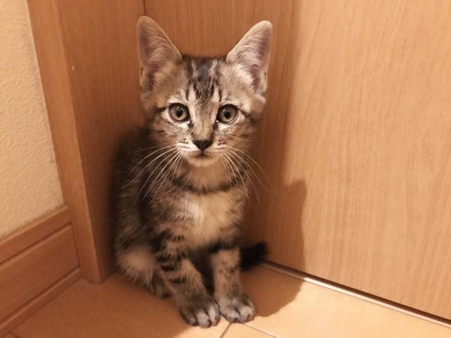 なし