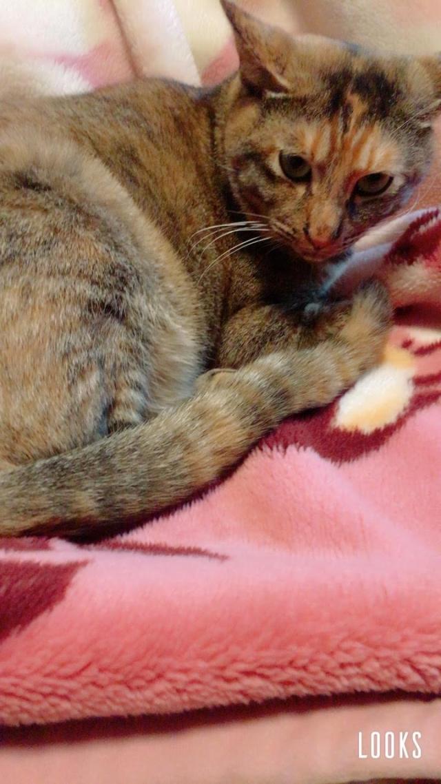 チャー